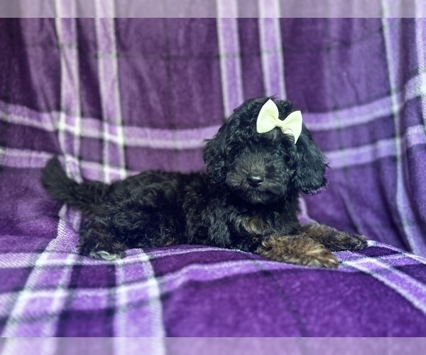 Medium Photo #3 Cavapoo Puppy For Sale in LAKELAND, FL, USA