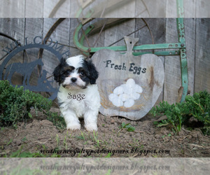 Cavaton Puppy for sale in LEBANON, TN, USA