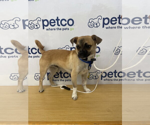 Medium Photo #5 Chug Puppy For Sale in Sandy, UT, USA