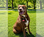 Small #49 American Staffordshire Terrier-Labrador Retriever Mix