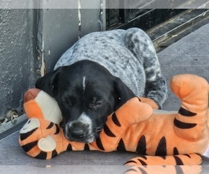 German Shorthaired Pointer Puppy for sale in EVANSVILLE, WY, USA
