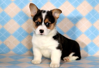 Pembroke Welsh Corgi Puppy for sale in MOUNT JOY, PA, USA