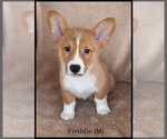 Puppy Freddie Pembroke Welsh Corgi