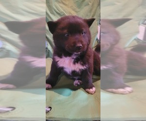 Chow Chow-Siberian Husky Mix Puppy for sale in WATERLOO, IA, USA