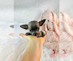 Chihuahua Puppy for sale in MIAMI, FL, USA