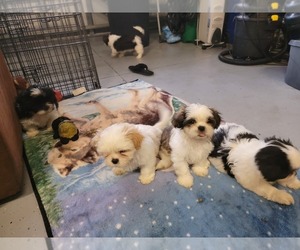 Shih Tzu Puppy for sale in JACKSONVILLE, NC, USA