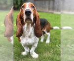 Small #4 Basset Hound
