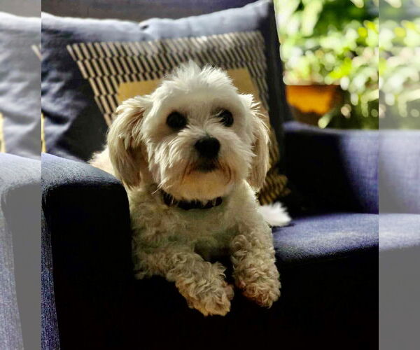 Medium Photo #6 Maltese-Unknown Mix Puppy For Sale in Westwood, NJ, USA