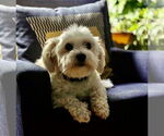 Small #5 Maltese Mix