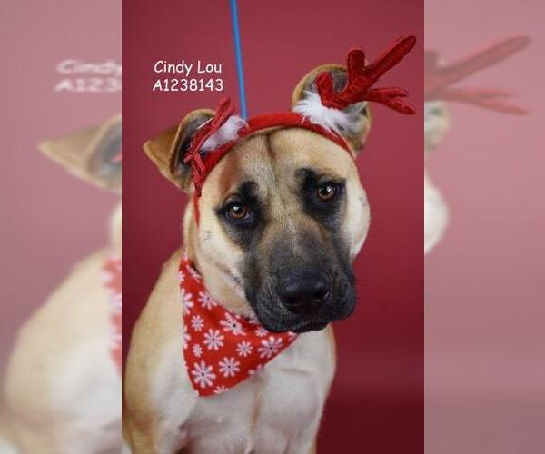 Medium Photo #1 Mutt Puppy For Sale in Bakersfield, CA, USA