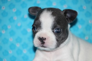 Faux Frenchbo Bulldog Puppy for sale in ARMSTRONG, OK, USA