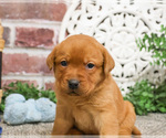 Small #4 Labrador Retriever