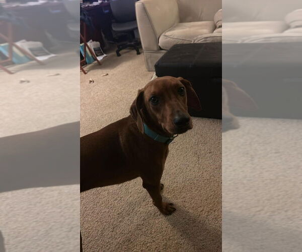 Medium Photo #7 Unknown-Vizsla Mix Puppy For Sale in Aurora, IN, USA