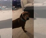 Small #6 Vizsla Mix