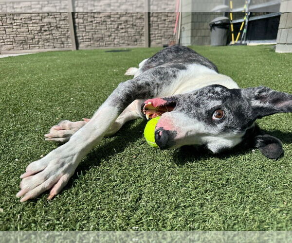 Medium Photo #15 Catahoula Leopard Dog-Pointer Mix Puppy For Sale in Salt Lake City, UT, USA