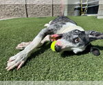 Small #14 Catahoula Leopard Dog-Pointer Mix