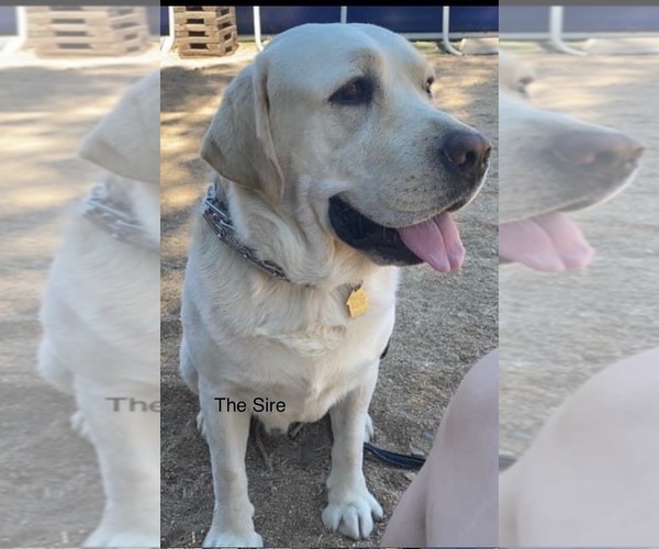 Medium Photo #1 Labrador Retriever Puppy For Sale in LONG BEACH, CA, USA
