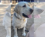 Small Photo #1 Labrador Retriever Puppy For Sale in LONG BEACH, CA, USA