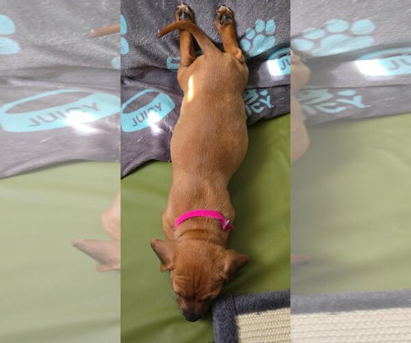 Medium Photo #3 French Bull Weiner Puppy For Sale in Los Angeles, CA, USA