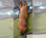 Small #2 French Bull Weiner