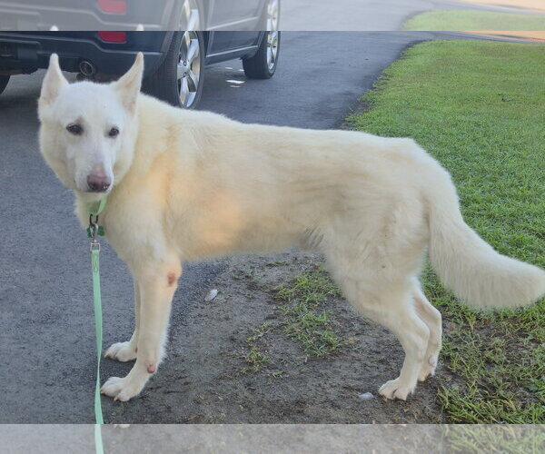 Medium Photo #3 - Mix Puppy For Sale in Hoffman Estates, IL, USA
