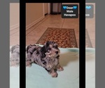 Dean - Male Havapoo Puppy for Sale - Photo #2