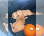 Litter of 2 - Male(s) and Female(s) Golden RetrieverLitter of Puppies for Sale - Photo #5