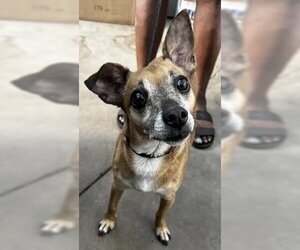 Chihuahua-Unknown Mix Dogs for adoption in Andover, MN, USA