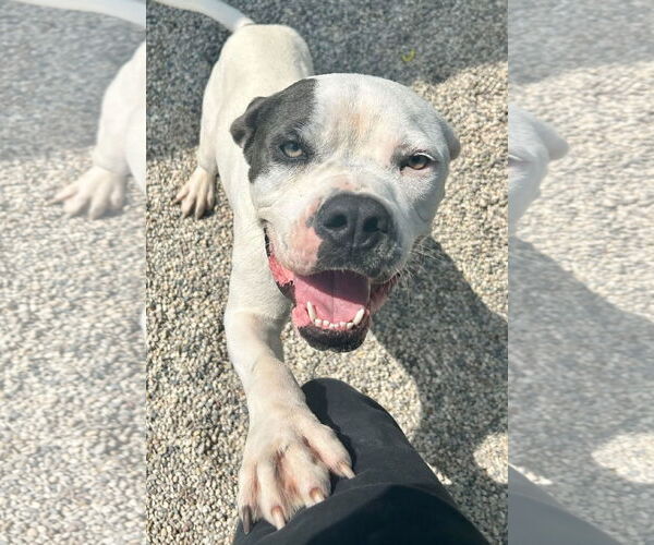 Medium Photo #5 American Bulldog-Unknown Mix Puppy For Sale in Jefferson, WI, USA