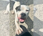 Small #4 American Bulldog Mix