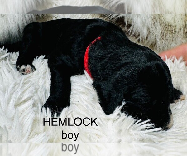 Medium Photo #22 Sheepadoodle Puppy For Sale in BUFFALO, MN, USA