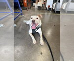 Small #2 Mutt