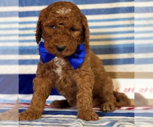 Goldendoodle Puppy for sale in LANCASTER, PA, USA