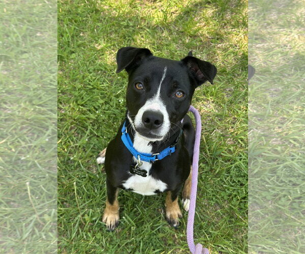 Medium Photo #1 Chihuahua-Unknown Mix Puppy For Sale in Rockaway, NJ, USA