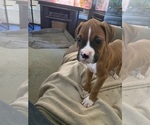 Puppy Maxx AKC boxer Boxer