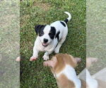 Small #2 American Pit Bull Terrier Mix