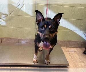 Rottweiler-Unknown Mix Dogs for adoption in Grand Prairie, TX, USA