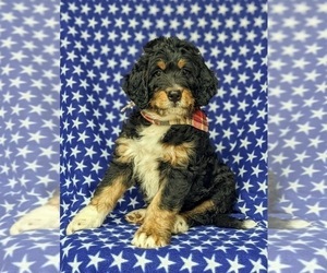 Bernedoodle Puppy for sale in DELTA, PA, USA