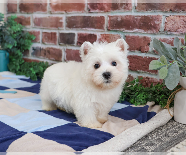 Medium Photo #6 West Highland White Terrier Puppy For Sale in SYRACUSE, IN, USA