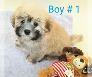 Shih-Poo Puppy for sale in PALM COAST, FL, USA