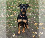 Small #4 Rottweiler Mix