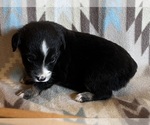 Small #2 Miniature Australian Shepherd