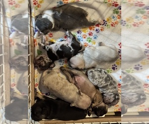 French Bulldog Litter for sale in SPRINGFIELD, MO, USA