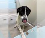 Small #1 Border Collie Mix