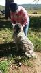Small Photo #1 Great Pyrenees-Karakachan Mix Puppy For Sale in ALTAVISTA, VA, USA