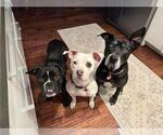 Small #1 American Pit Bull Terrier Mix