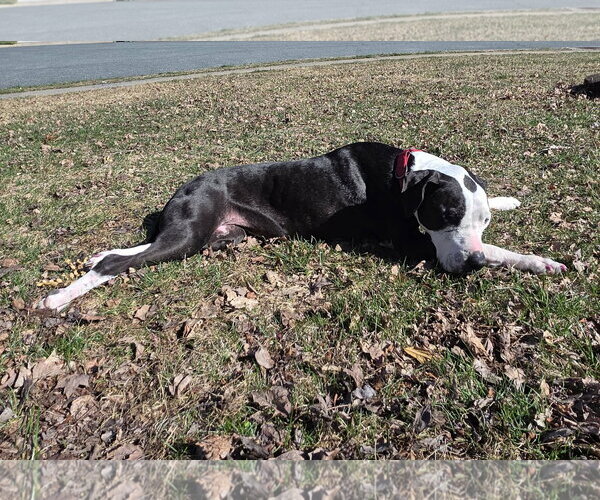 Medium Photo #7 Great Dane-Unknown Mix Puppy For Sale in Spotsylvania, VA, USA