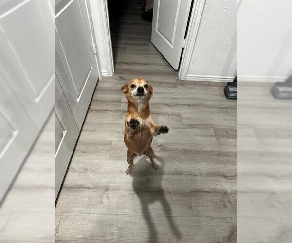 Medium Photo #1 Chihuahua Puppy For Sale in San Antonio, TX, USA