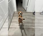 Small Chihuahua