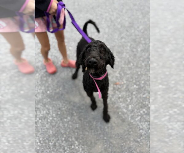 Medium Photo #2 Mutt Puppy For Sale in Shermans Dale, PA, USA